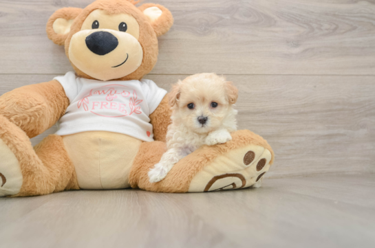 Maltipoo Puppy for Adoption