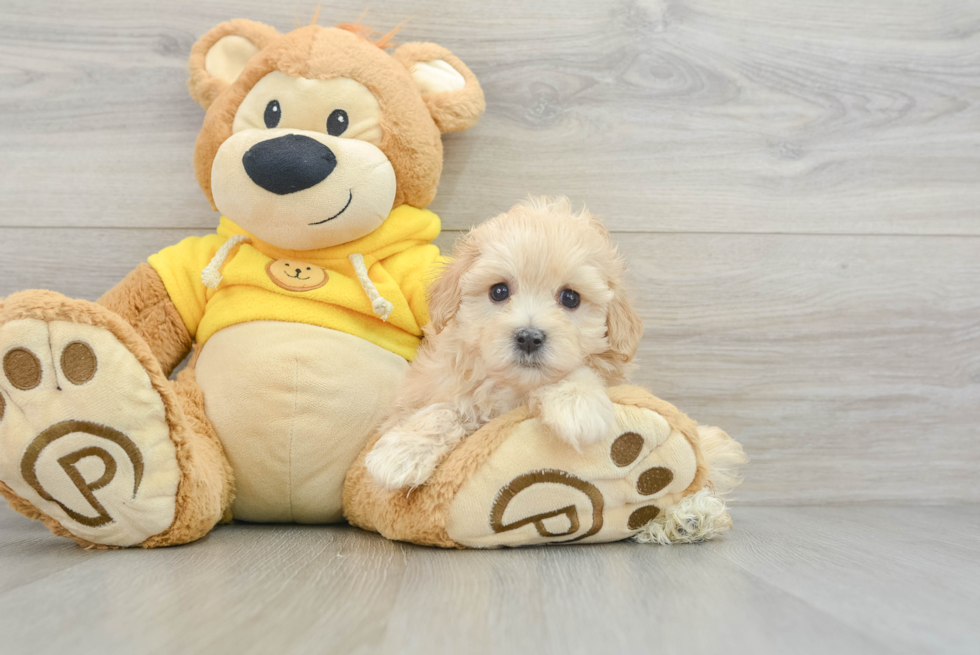 Maltipoo Pup Being Cute