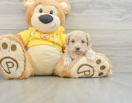 7 week old Maltipoo Puppy For Sale - Florida Fur Babies