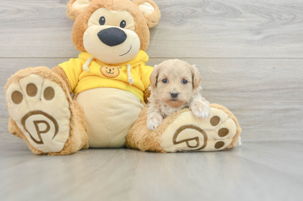 5 week old Maltipoo Puppy For Sale - Florida Fur Babies