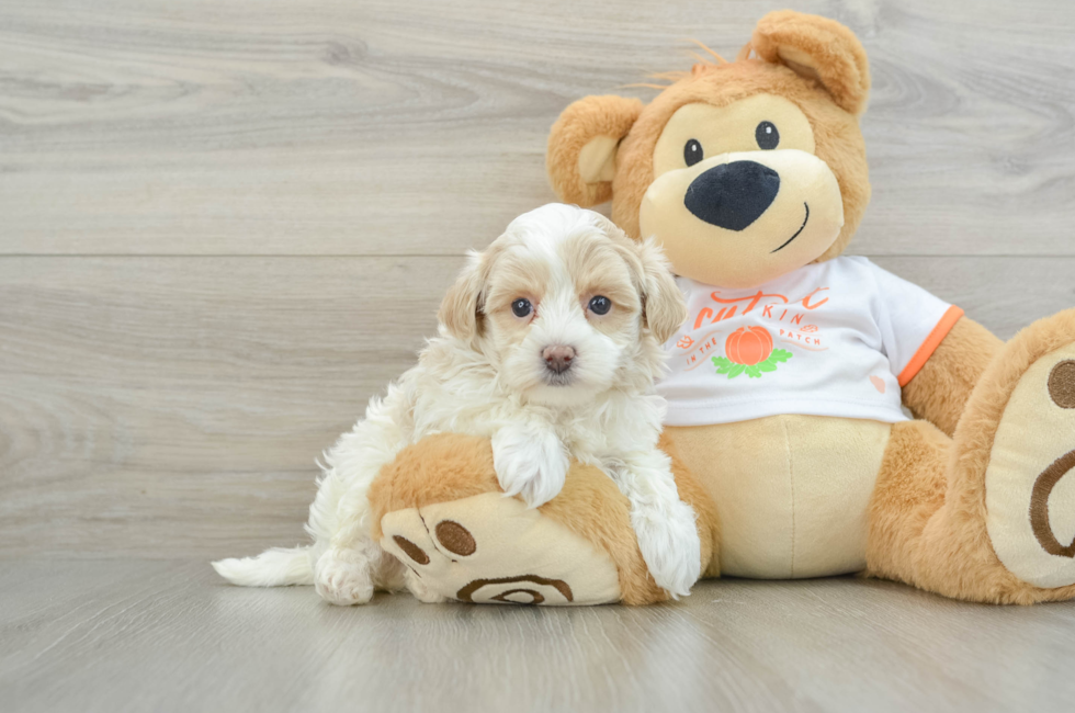 6 week old Maltipoo Puppy For Sale - Florida Fur Babies