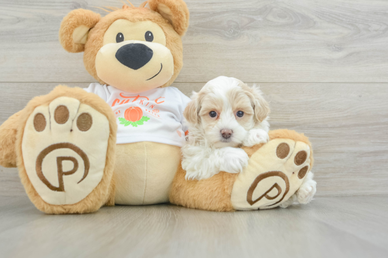 Meet Usain - our Maltipoo Puppy Photo 3/12 - Florida Fur Babies