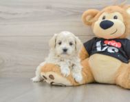 7 week old Maltipoo Puppy For Sale - Florida Fur Babies