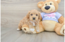 Maltipoo Pup Being Cute
