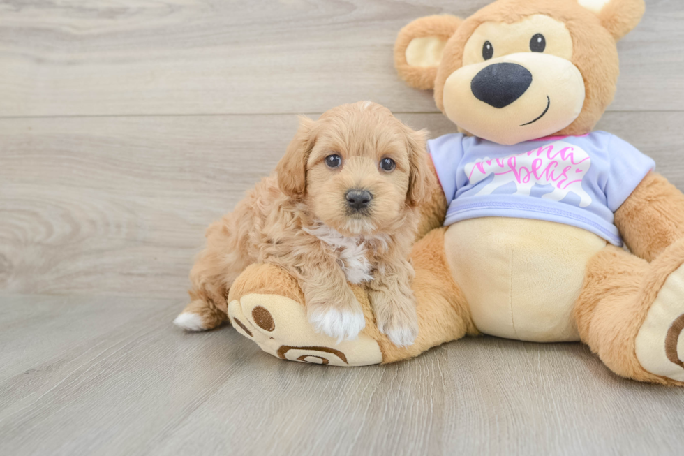 Maltipoo Pup Being Cute