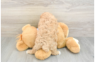 Maltipoo Puppy for Adoption