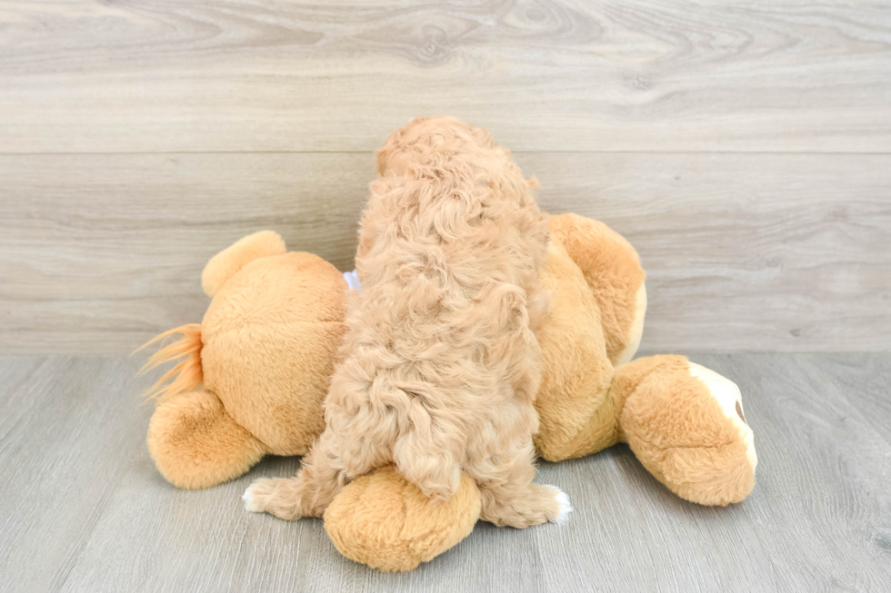 Maltipoo Puppy for Adoption