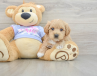 8 week old Maltipoo Puppy For Sale - Florida Fur Babies