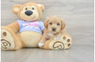 Petite Maltipoo Poodle Mix Pup