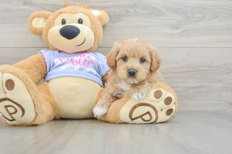 5 week old Maltipoo Puppy For Sale - Florida Fur Babies