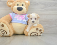 9 week old Maltipoo Puppy For Sale - Florida Fur Babies