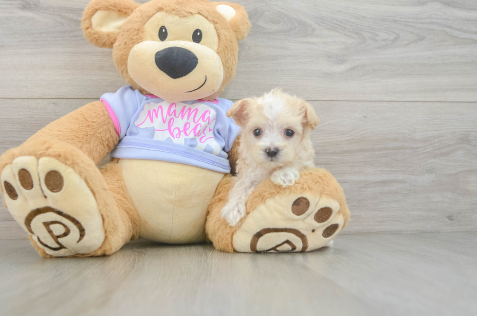 7 week old Maltipoo Puppy For Sale - Florida Fur Babies
