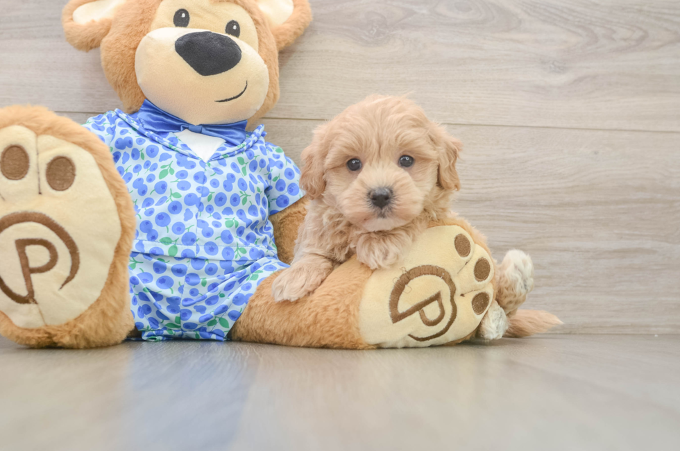 5 week old Maltipoo Puppy For Sale - Florida Fur Babies