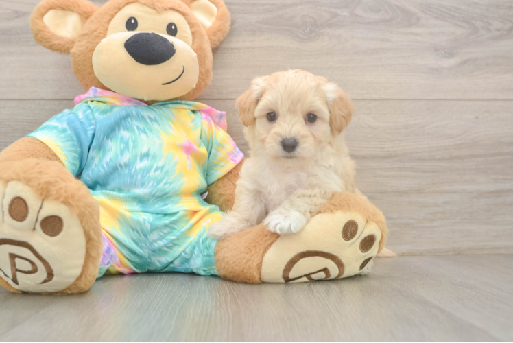 Best Maltipoo Baby
