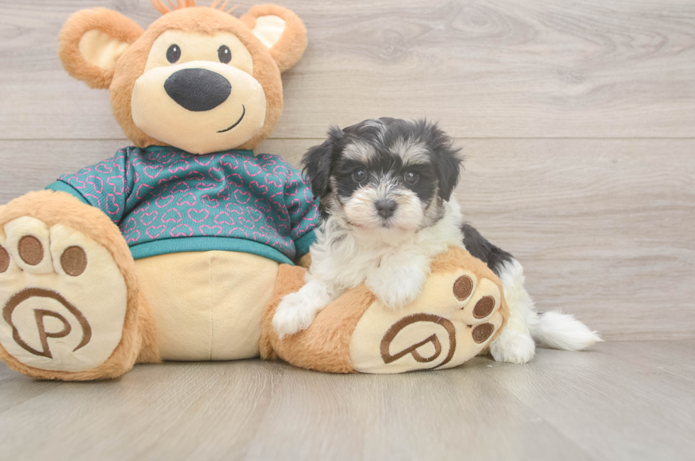 5 week old Maltipoo Puppy For Sale - Florida Fur Babies