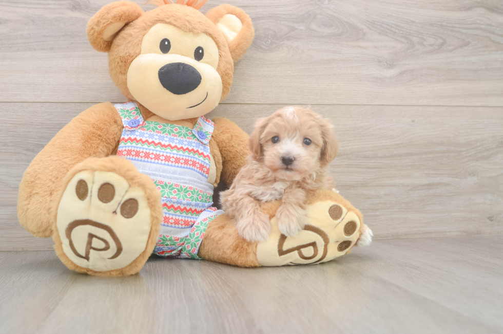 5 week old Maltipoo Puppy For Sale - Florida Fur Babies