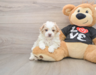 7 week old Maltipoo Puppy For Sale - Florida Fur Babies