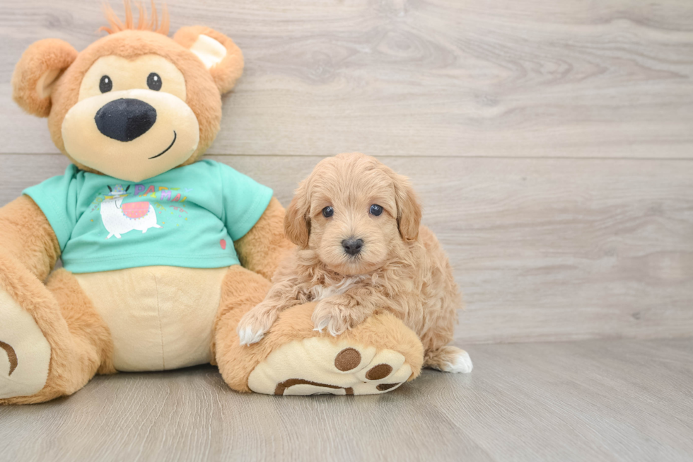 Energetic Moodle Poodle Mix Puppy