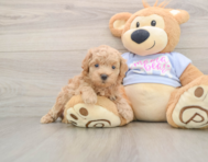 7 week old Maltipoo Puppy For Sale - Florida Fur Babies