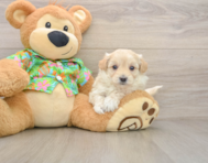 7 week old Maltipoo Puppy For Sale - Florida Fur Babies