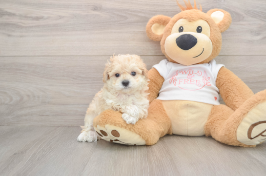 Cute Maltipoo Baby
