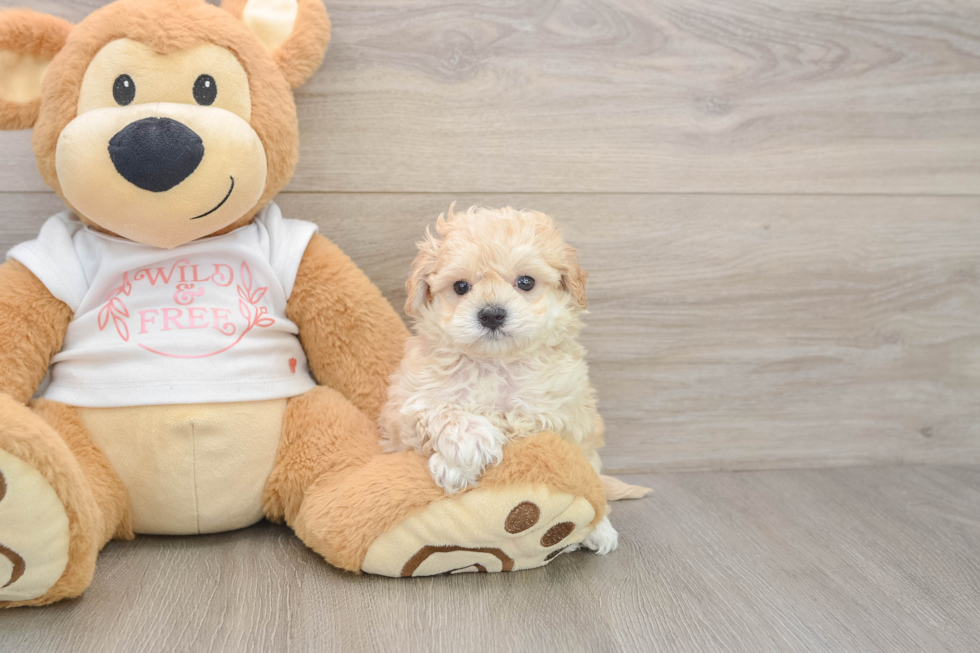 Smart Maltipoo Poodle Mix Pup