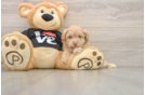 Popular Maltipoo Poodle Mix Pup