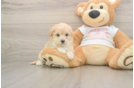 Playful Maltepoo Poodle Mix Puppy