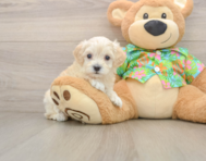 8 week old Maltipoo Puppy For Sale - Florida Fur Babies