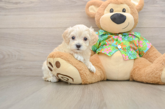 Best Maltipoo Baby