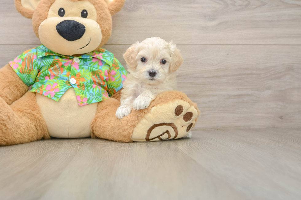 Happy Maltipoo Baby