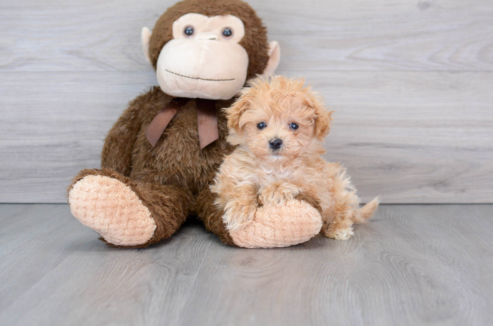 11 week old Maltipoo Puppy For Sale - Florida Fur Babies