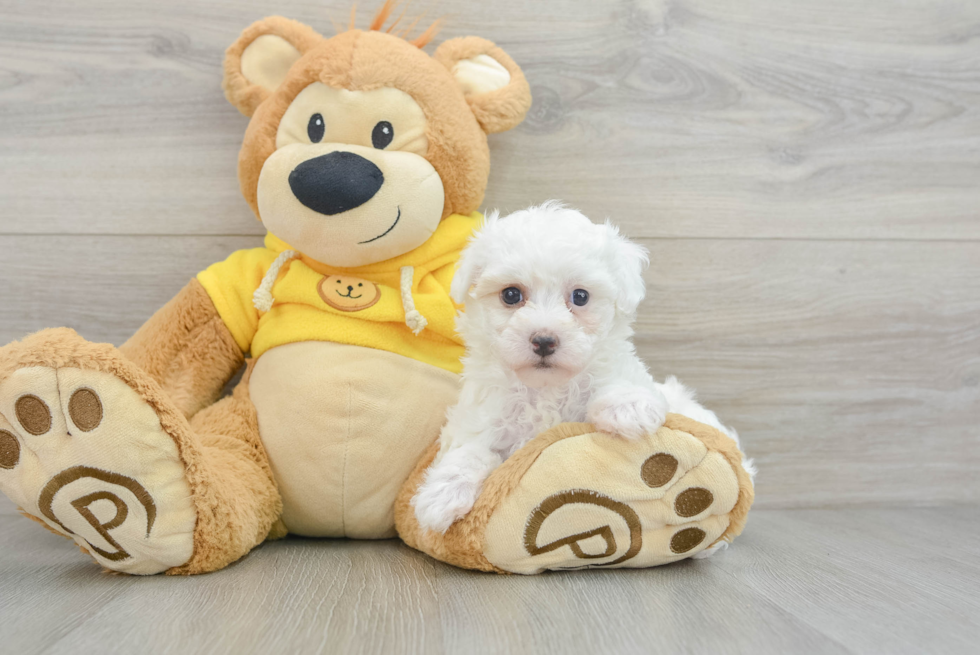 Best Maltipoo Baby