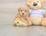 7 week old Maltipoo Puppy For Sale - Florida Fur Babies