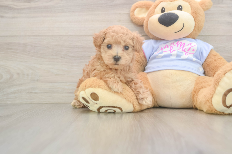 6 week old Maltipoo Puppy For Sale - Florida Fur Babies