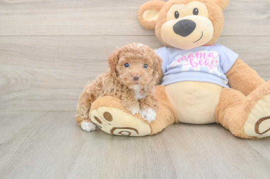Friendly Maltipoo Baby
