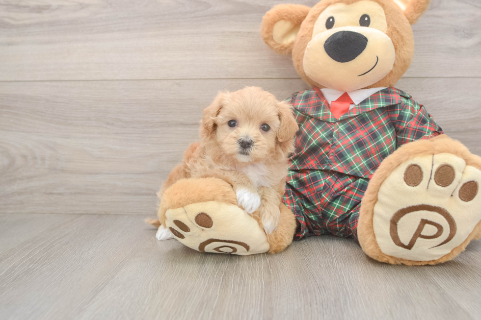 Happy Maltipoo Baby