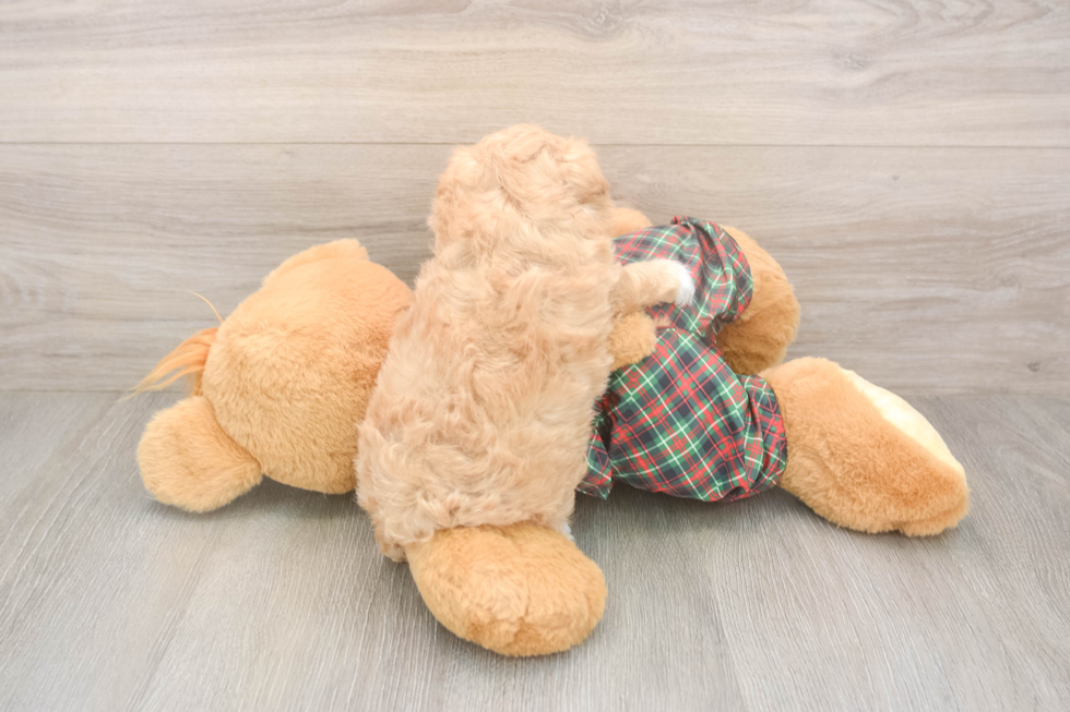 Petite Maltipoo Poodle Mix Pup