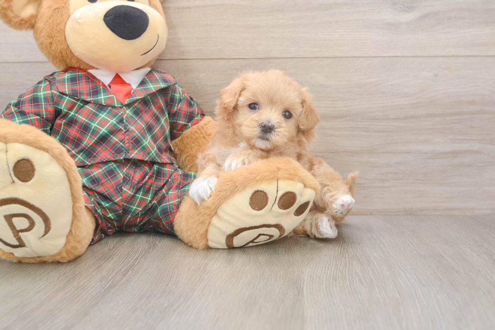Best Maltipoo Baby