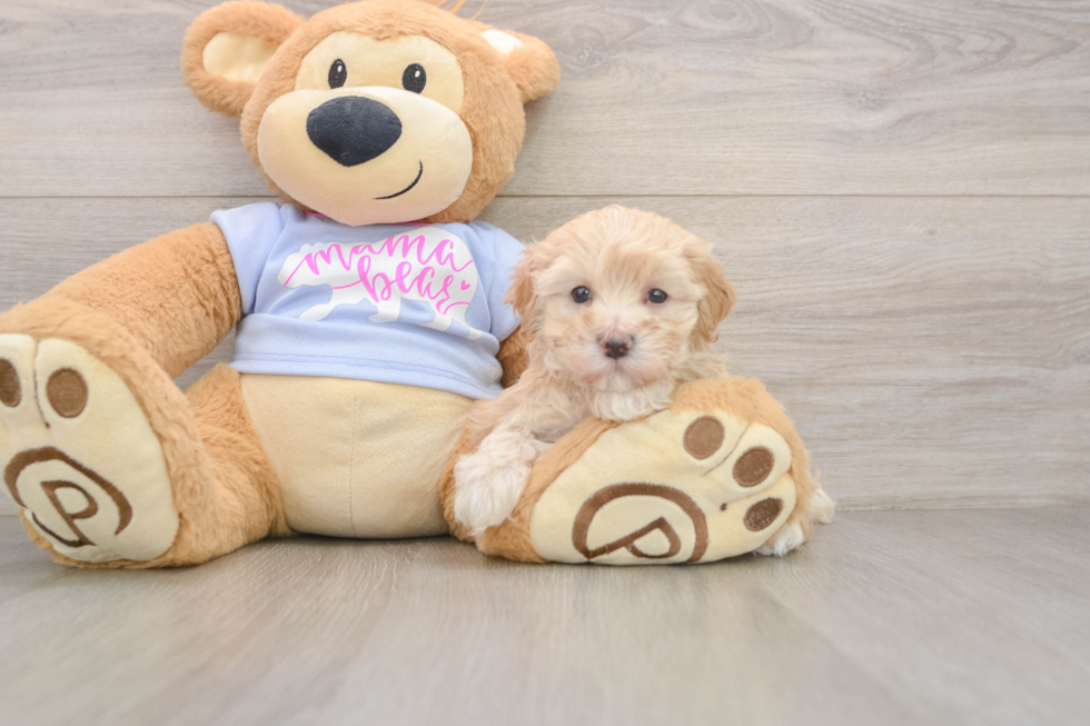 Adorable Malt Oodle Poodle Mix Puppy