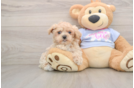 Smart Maltipoo Poodle Mix Pup