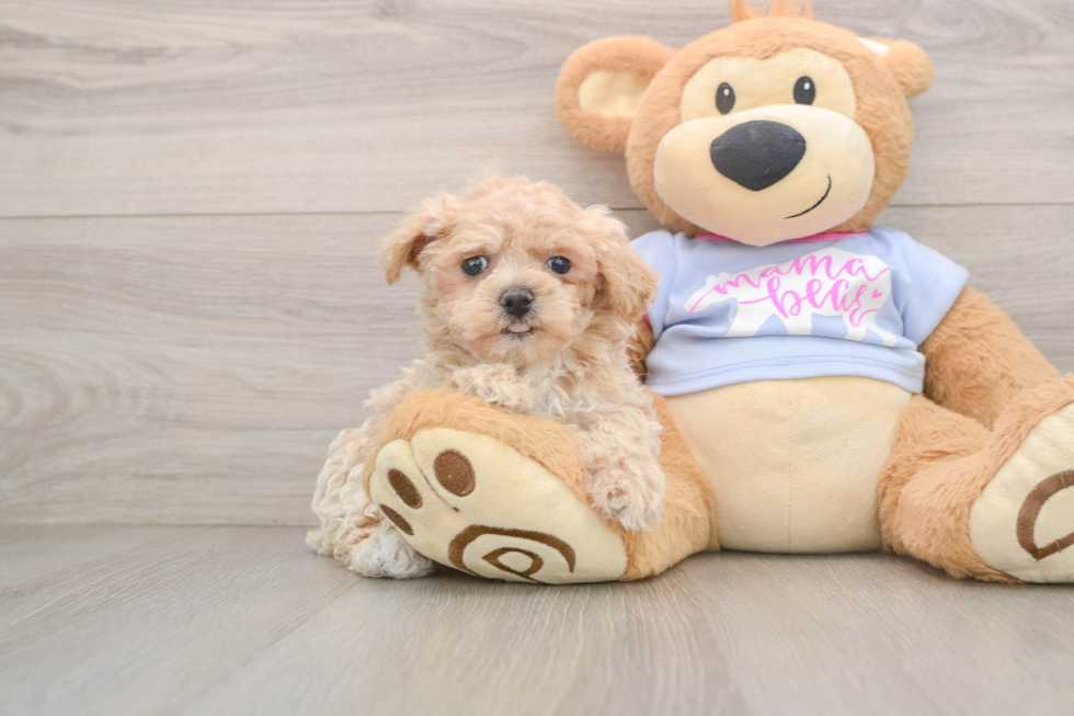 Smart Maltipoo Poodle Mix Pup
