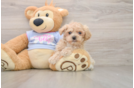 Maltipoo Puppy for Adoption