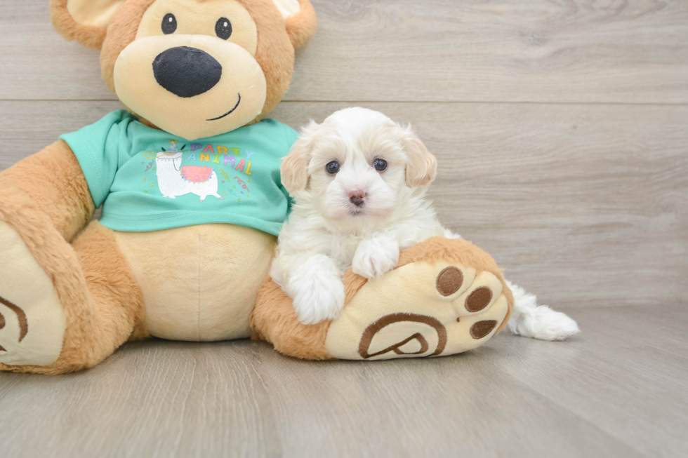 Sweet Maltipoo Baby