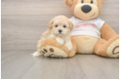Best Maltipoo Baby