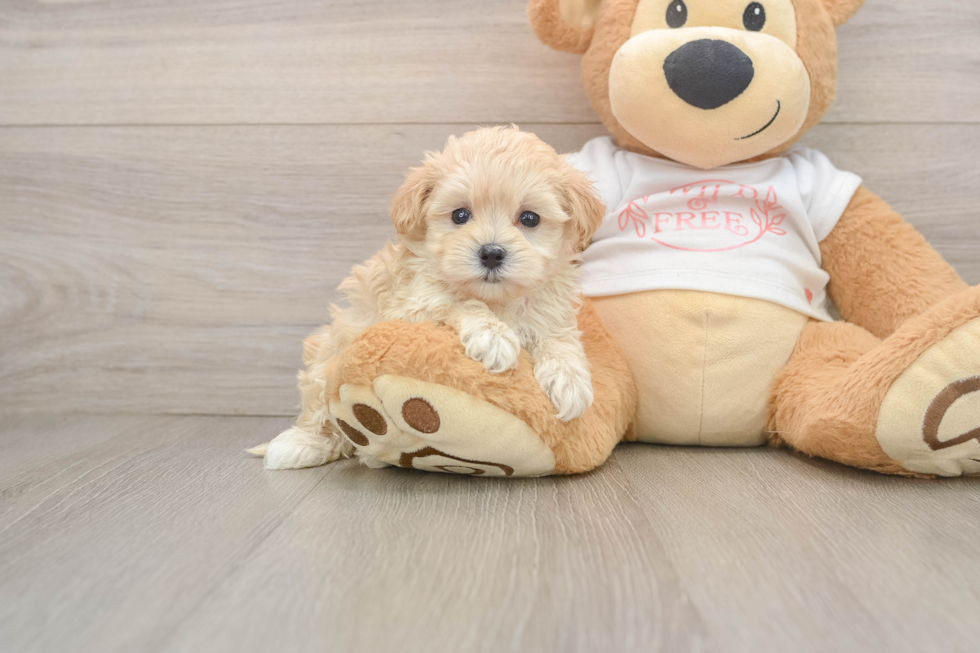 Best Maltipoo Baby