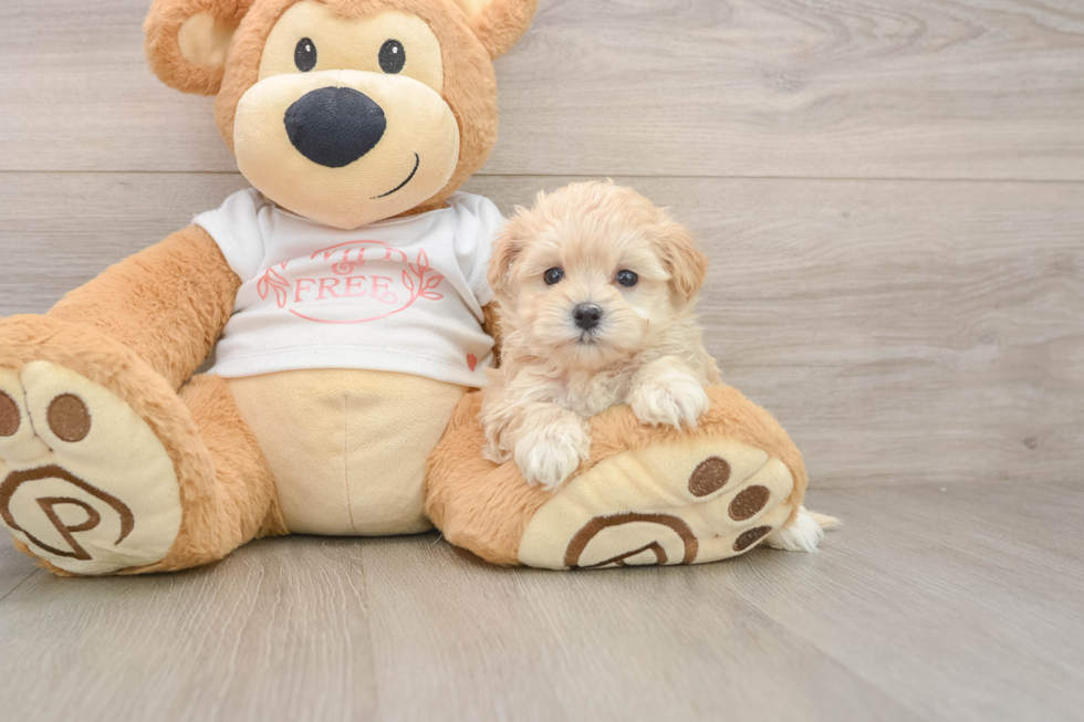 Cute Maltipoo Baby