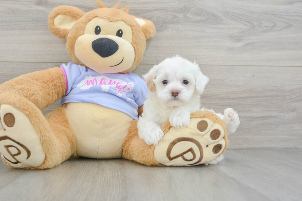 Best Maltipoo Baby