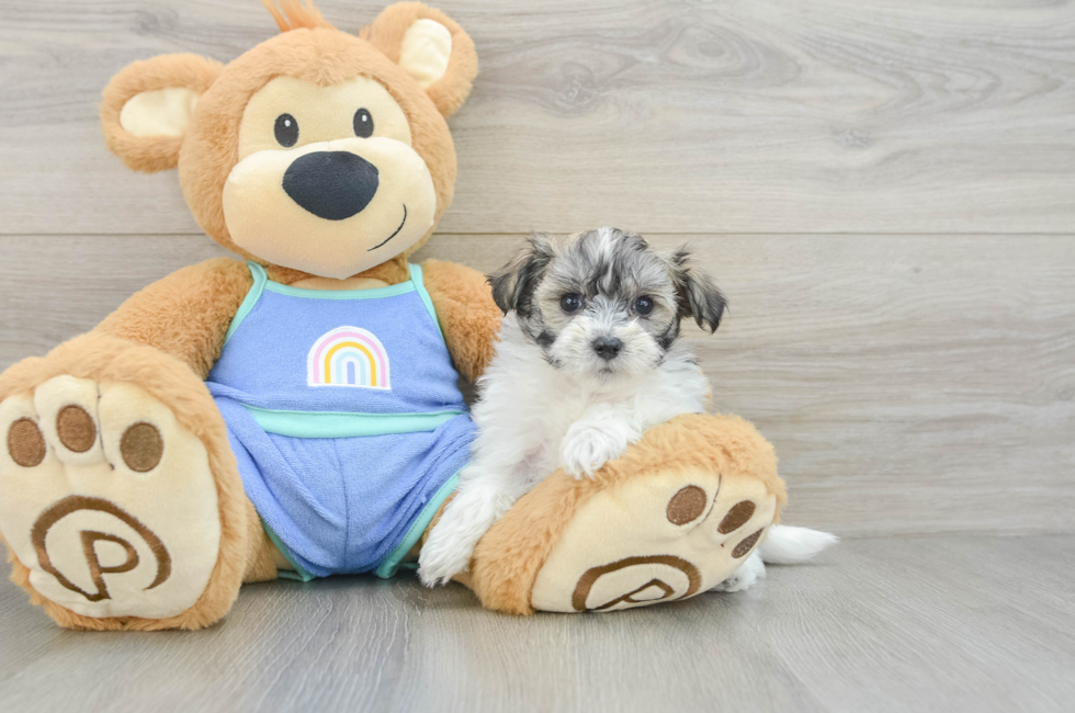 6 week old Maltipoo Puppy For Sale - Florida Fur Babies