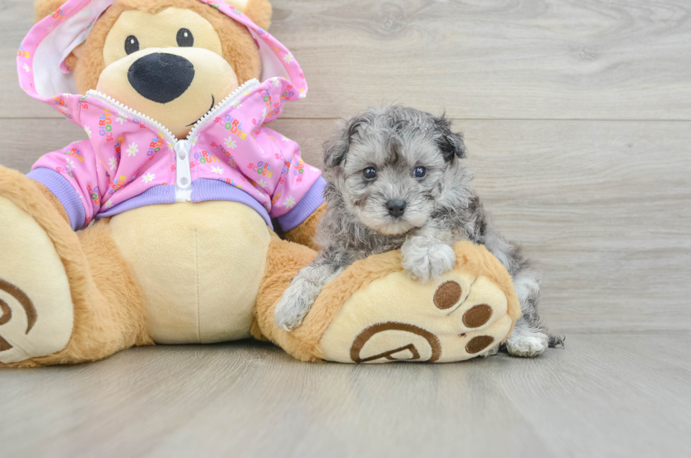 5 week old Maltipoo Puppy For Sale - Florida Fur Babies